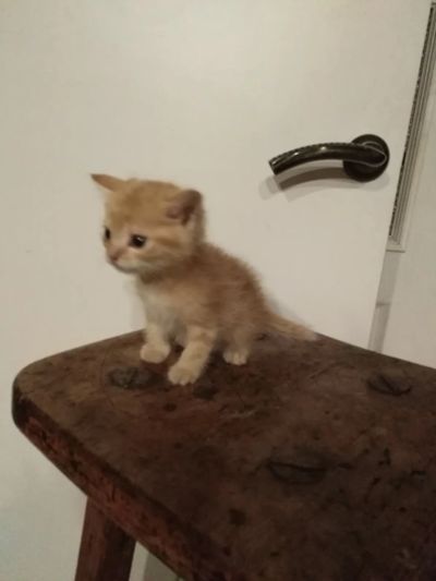 Лот: 20180555. Фото: 1. Рыжик. Кошки, котята