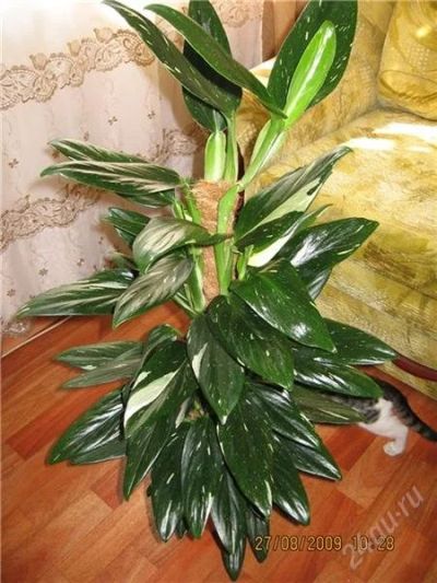 Лот: 1388603. Фото: 1. Филодендрон кобра(Philodendron... Горшечные растения и комнатные цветы