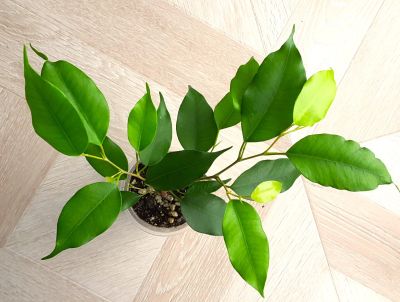 Лот: 16285713. Фото: 1. Фикус бенджамина Неон ( Ficus... Горшечные растения и комнатные цветы