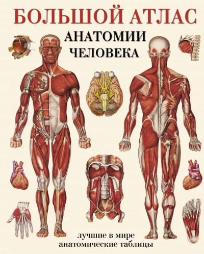 Лот: 12542733. Фото: 1. Большой атлас анатомии человека... Традиционная медицина