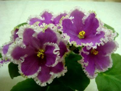Лот: 14349599. Фото: 1. Фиалка НиЛ-Евдокия (лист). Горшечные растения и комнатные цветы