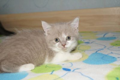 Лот: 4264959. Фото: 1. Шотландский прямоухий котик. Кошки, котята