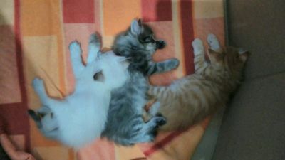 Лот: 11153679. Фото: 1. Котята мейнкун. Кошки, котята