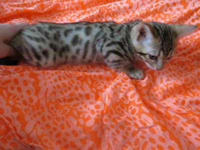 Лот: 3766944. Фото: 1. красивейший мужчинка ЗАбрали. Кошки, котята