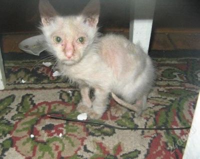 Лот: 2008483. Фото: 1. Котенку ищем хозяев/передержка... Кошки, котята