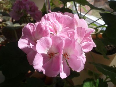 Лот: 4394844. Фото: 1. Пеларгония нежнейшего розово-сиренево... Горшечные растения и комнатные цветы
