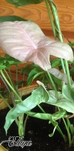 Лот: 7756651. Фото: 1. Сингониум Неон (Syngonium 'Neon... Горшечные растения и комнатные цветы