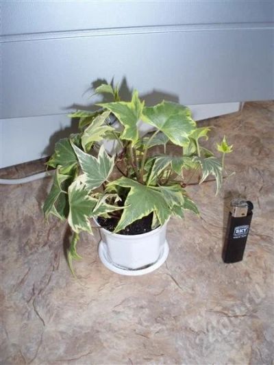 Лот: 482512. Фото: 1. Плющ Hedera Surprise (Yellow Ripple... Горшечные растения и комнатные цветы