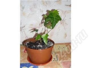 Лот: 323810. Фото: 1. вьюн. Горшечные растения и комнатные цветы