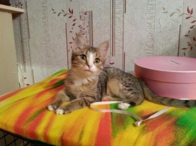 Лот: 6190353. Фото: 1. котенок девочка. Кошки, котята