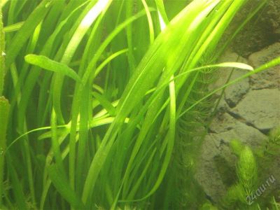 Лот: 854701. Фото: 1. Валлиснерия. Водные растения