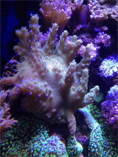 Лот: 7386020. Фото: 1. Морской коралл Лобофитум. Моллюски, ракообразные, кораллы