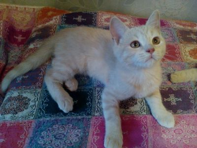 Лот: 6405860. Фото: 1. Замурчательный котенок Фантик. Кошки, котята