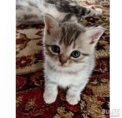 Лот: 6976926. Фото: 1. Шотландские прямоухие котята... Кошки, котята
