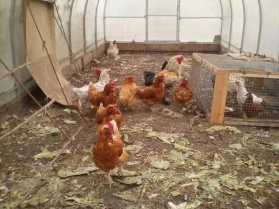 Лот: 8305040. Фото: 1. Продам кур-несушек, петухов. Птицы