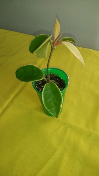 Лот: 7232756. Фото: 1. хойя (hoya carnosa cv. Krimson... Горшечные растения и комнатные цветы