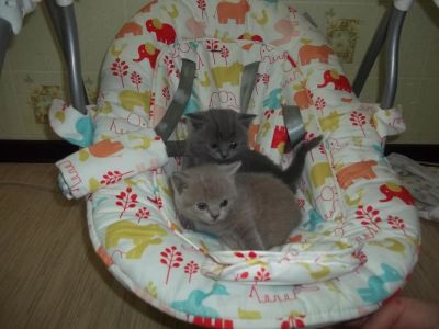 Лот: 4949523. Фото: 1. Британские котята. Кошки, котята