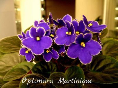 Лот: 5209868. Фото: 1. Фиалка сортовая Optimara Martinique... Горшечные растения и комнатные цветы