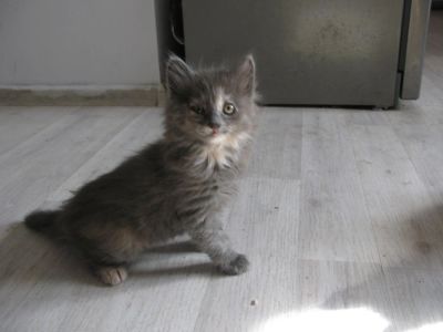 Лот: 10377662. Фото: 1. Кошечка 1,5 мес. голубая. Кошки, котята