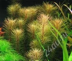 Лот: 1565547. Фото: 1. ротала species "vietnam". Водные растения