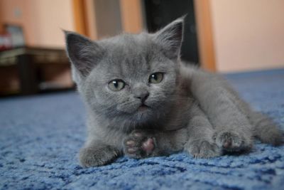 Лот: 8754051. Фото: 1. Британский котенок. Кошки, котята