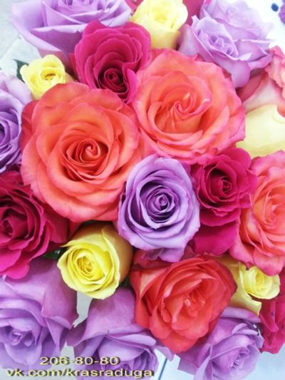 Лот: 3893993. Фото: 1. 17 роз из Голландии - 1105. Свежие цветы
