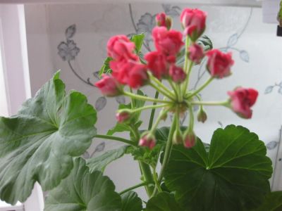Лот: 3749380. Фото: 1. Пеларгония Pink Rambler(розебудная... Горшечные растения и комнатные цветы