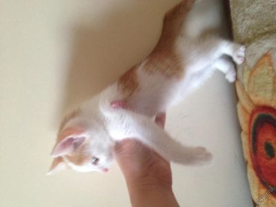 Лот: 4749538. Фото: 1. Отдам котенка. Кошки, котята