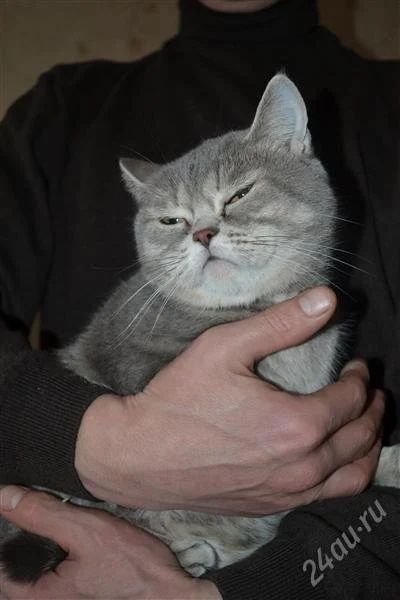Лот: 2316662. Фото: 1. Британские очаровательные котята. Кошки, котята