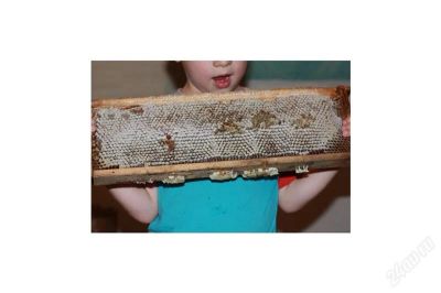 Лот: 1181518. Фото: 1. настоящий мёд от правильных пчел... Мёд, продукты пчеловодства