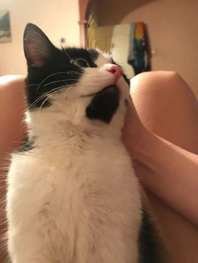 Лот: 11173741. Фото: 1. Кошка. Кошки, котята