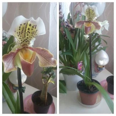 Лот: 3583574. Фото: 1. Орхидея "Пафиопедилум"- "Башмачок... Горшечные растения и комнатные цветы