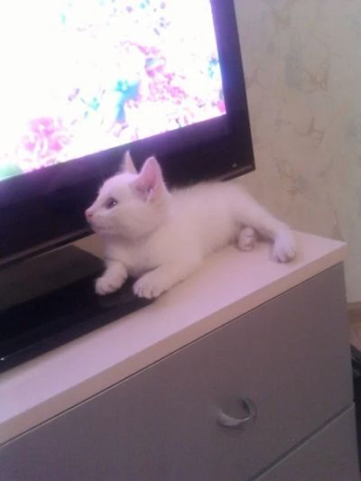 Лот: 6301628. Фото: 1. Ангорский котенок, зеленоглазая... Кошки, котята