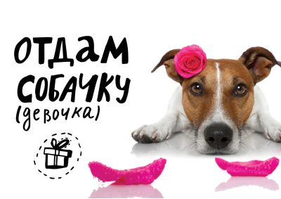 Лот: 8386430. Фото: 1. Отдам Щенка/Котенка. Другое (животные и уход)
