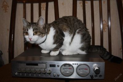 Лот: 5918078. Фото: 1. Кассетная дека Pioneer T3050... Кассетные деки, магнитофоны