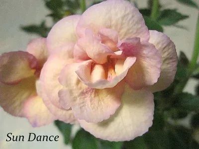 Лот: 9910754. Фото: 1. Ахименес Sun Dance («Сан Дэнс... Горшечные растения и комнатные цветы