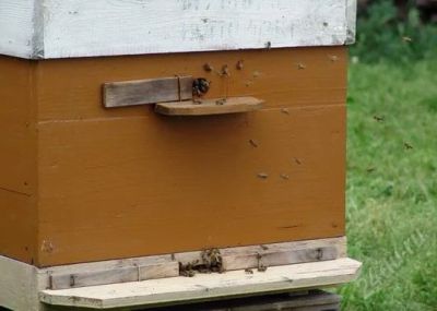 Лот: 1327909. Фото: 1. Пчёлы в улье Дадана-Блатта-12... Пчеловодство