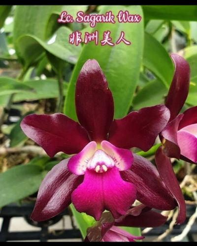 Лот: 18308921. Фото: 1. Орхидея каттлея Lc. Sagarik Wax. Горшечные растения и комнатные цветы