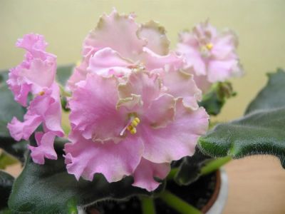 Лот: 3825343. Фото: 1. Фиалка ЛЕ Флирт. Горшечные растения и комнатные цветы