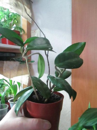 Лот: 6910756. Фото: 1. Хойя карноза (Hoya carnosa). Горшечные растения и комнатные цветы