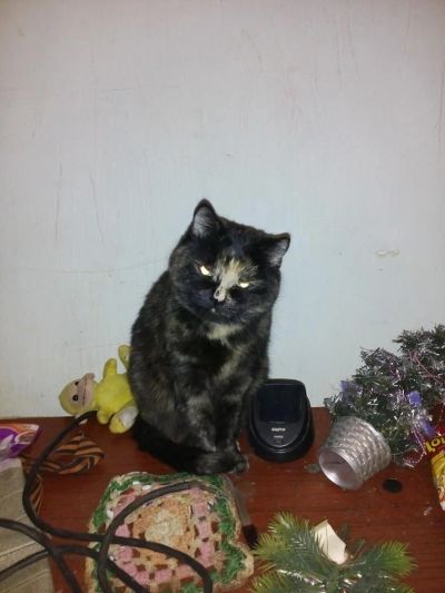 Лот: 6893842. Фото: 1. Отдам взрослую кошку и взрослого... Кошки, котята