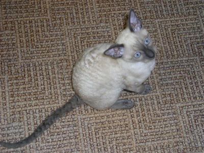Лот: 2334350. Фото: 1. вязка кошечки породы корниш-рекс. Кошки, котята