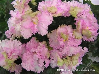 Лот: 1207293. Фото: 1. детка фиалки Rosie Ruffles. Горшечные растения и комнатные цветы