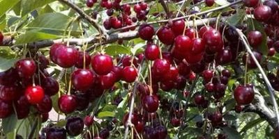 Лот: 7930389. Фото: 1. Вишня на ножке за ведро 10 литров... Ягоды, орехи