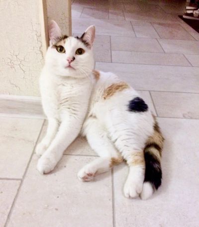 Лот: 13221528. Фото: 1. Кантата, ласковая молоденькая... Кошки, котята