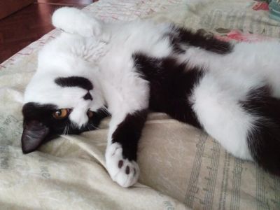Лот: 11584071. Фото: 1. отдам умную кошечку, котенка -... Кошки, котята