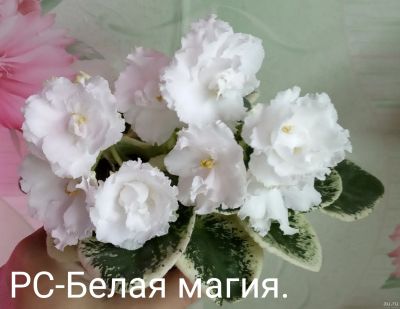Лот: 8597758. Фото: 1. Фиалка РС-Белая магия- лист. Горшечные растения и комнатные цветы