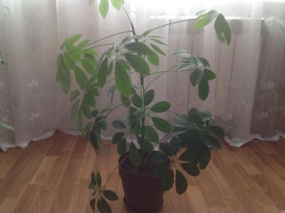 Лот: 6437314. Фото: 1. Шеффлера с горшком. Горшечные растения и комнатные цветы
