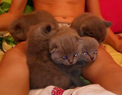 Лот: 6803988. Фото: 1. Шотладские вислоухие и прямоухие... Кошки, котята