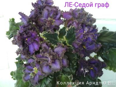 Лот: 12884305. Фото: 1. Фиалка ЛЕ-Седой граф, лист. Горшечные растения и комнатные цветы